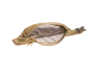 койот белый мультикам